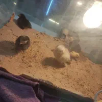 تخم نطفه دار نژاد ابریشمی ،جاپنیز ،محلی|حیوانات مزرعه|سمنان, |دیوار