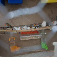 فنچ زبرا