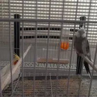 ۱ جفت عروس هلندی