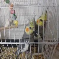 عروس هلندی