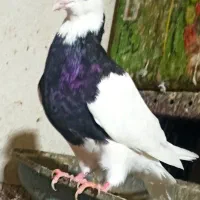 کبوتر