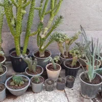 گل وگلدون|گل و گیاه طبیعی|رفسنجان, |دیوار