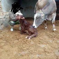 ۲۰ کیلو شیر گاو با طعم واقعی