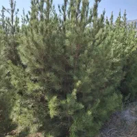 سرو شیراز (اصلی)|خدمات باغبانی و درختکاری|تنکابن, |دیوار