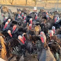 بوقلمون محلی