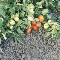 گوجه درجه یک برای رب