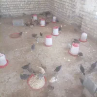جوجه مرغ محلی یک ماهه