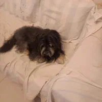 سگم گمشده