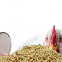 دان مرغ و نهاده دامی درجه یک و با کیفیت|عمدهفروشی|کوهدشت, |دیوار