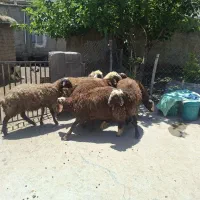بره نر گوشتی