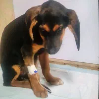 سگ هارهوند دوبر|سگ|رشت, گلزاران|دیوار