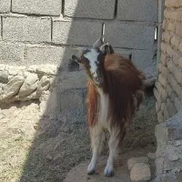 حیوانات .بز .گوسفند