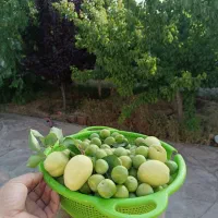 باغ ویلا اول جاده کلات کلاکوب مجتمع گوهر هشتم|فروش خانه و ویلا|مشهد, هدایت|دیوار