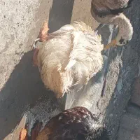 اردک|حیوانات مزرعه|یزد, |دیوار