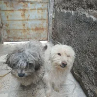 واگذاری جفت شیتزو