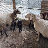 ۵ راس میش .۲راس قوچ .