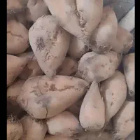 چغندر برای گوسفند