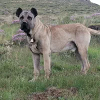 سگ سرابی