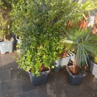 فروش درخت|گل و گیاه طبیعی|تهران, شهرک شهید باقری|دیوار