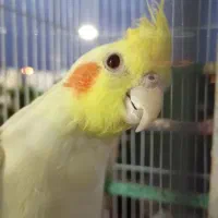 عروس هلندی لوتینو چشم شرابی|پرنده|محلات, |دیوار