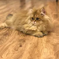 زیباترین و اصیل ترین گربه ها و باشجره|گربه|شیراز, نیایش|دیوار