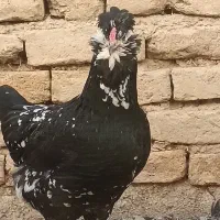 مرغ و خروس گلین فول