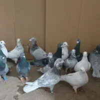 ۲۲تاکفتر زدوخوردی