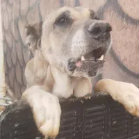 سگ سرابی اصیل|سگ|تبریز, |دیوار