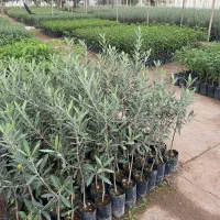 نهال زیتون پرمحصول همین هفته تخفیف ویژه