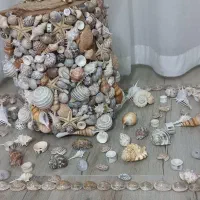 صدف های خوشگل،جهت تزئین