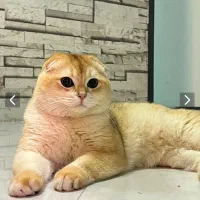 گربه شازده نر اسکاتیش