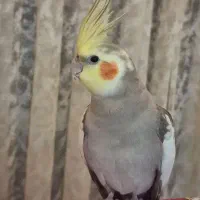 جفت عروس هلندی مولد|پرنده|مرودشت, ثبت احوال|دیوار