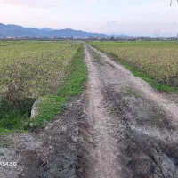 شالیزار مناسب کاشت کیوی|فروش زمین و ملک کلنگی|لوندویل, |دیوار