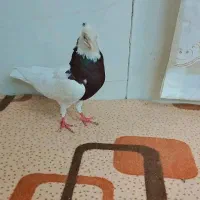 طوقی|پرنده|نیشابور, پاستور|دیوار