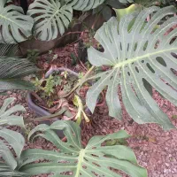 فروش گل برگ انجیری و سیکاس