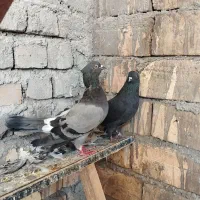 کفتر|پرنده|قم, تعویض پلاک|دیوار