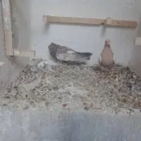 نرو ماده سینه|پرنده|شیراز, شهرک مفتح|دیوار