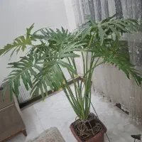 گل برگ انجیری بزرگ