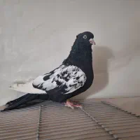 فروش چند جفت کبوتر زینتی و قواردار