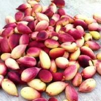 پسته خیس