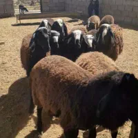 بره ماده و شیشک شالی