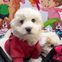 توپولوهای‌ سفید|سگ|تبریز, |دیوار