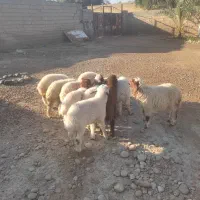 بره گوسفند.بز|حیوانات مزرعه|اهواز, شریعتی جنوبی|دیوار