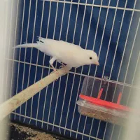 دو جفت قناری بخون و سالم جوان