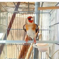 سهره معاوضه