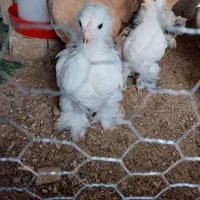 تخم مرغ برهما|حیوانات مزرعه|رشت, باهنر|دیوار