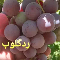 فروش نهال انگور موندراپ و سایر ارقام|خدمات باغبانی و درختکاری|ارومیه, |دیوار