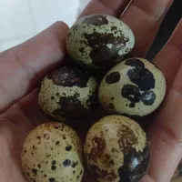 تخم بلدرچین ارگانیک