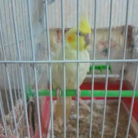 عروس هلندی|پرنده|فسا, |دیوار