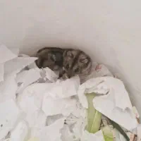 فروش همستر روسی مینیاتوری